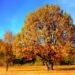 tree, park, autumn