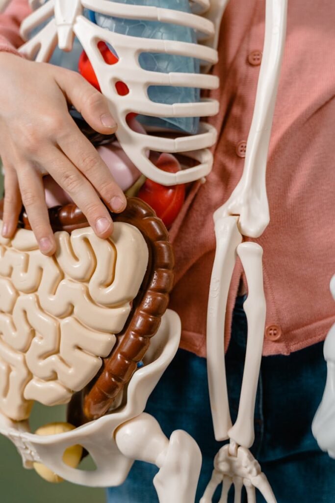pexels-photo-8471867-8471867 A child interacts with a detailed anatomical skeleton model, showcasing the brain and digestive system.