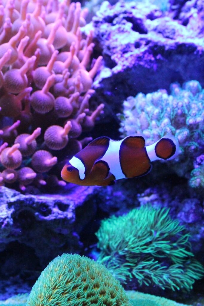 pexels-photo-30637422-30637422 Colorful clownfish swimming amid vibrant coral formations in an aquarium.